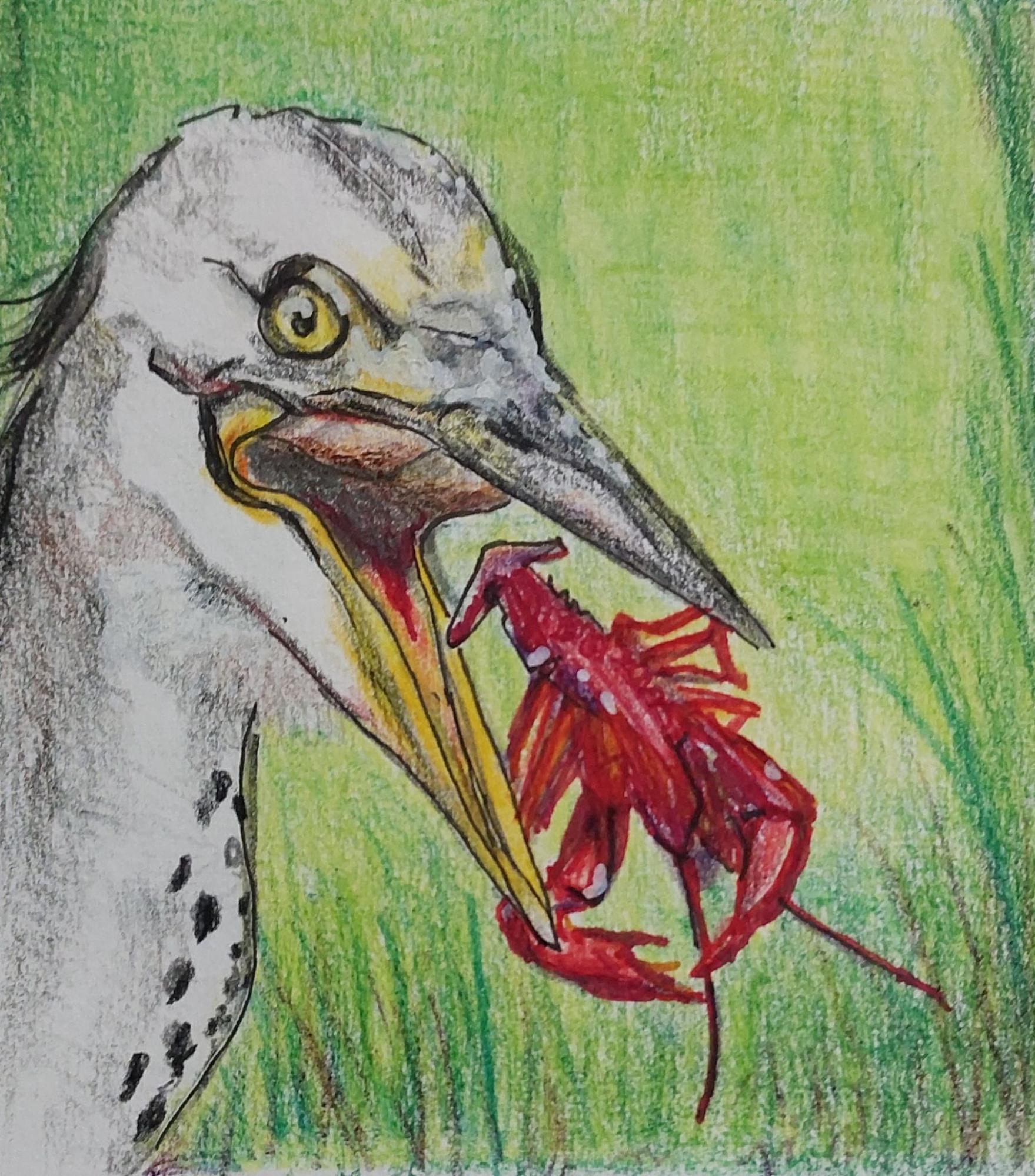 Illustratie van een vogel met een rood insect in zijn snavel